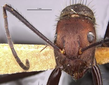 Media type: image;   Entomology 9117 Aspect: head frontal view